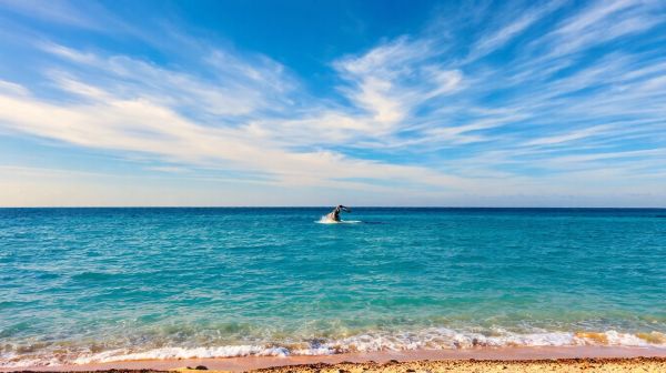 Top raisons de louer un hébergement vue mer pour observer les baleines